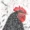 Pollo canario